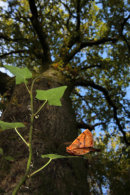 Early Thorn Moth