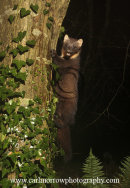 Pine Marten