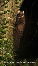 Pine Marten.