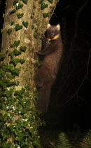Pine Marten