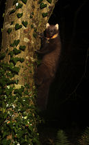 Pine Marten
