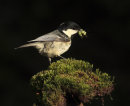 Coal Tit