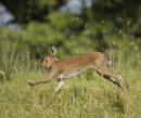 Irish Hare