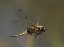 Four Spotted Chaser Dragonfly in mid flight.
