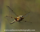 Four Spotted Chaser Dragonfly in flight.
