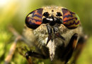 Horse Fly or Cleg