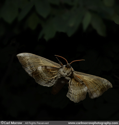 Poplar Hawkmoth in mid flight.