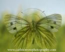 Green Veined White Butterfly in flight.