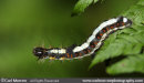 Grey Dagger Moth caterpillar