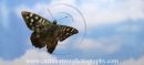 Speckled Wood Butterfly in flight.