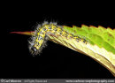 Caterpillar of the Buff Tip Moth