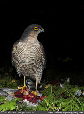 Sparrowhawk on a kill.