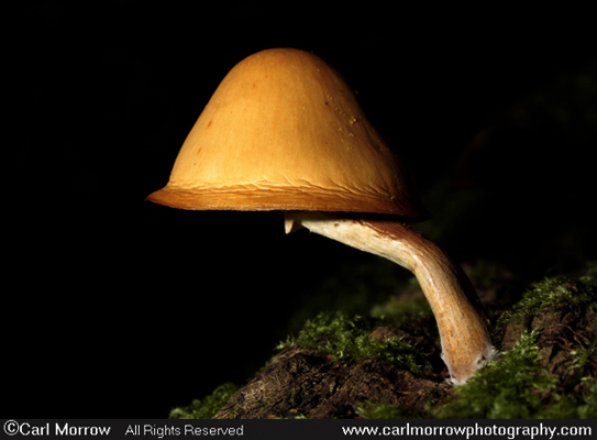 Funeral Bell Fungus.