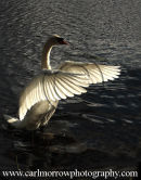 Mute Swan
