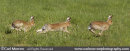Irish Hares