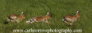 Irish Hares