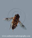 Drone Fly in mid flight.