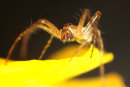 An Orb Web Spider