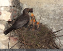 Blackbird feeding chicks.