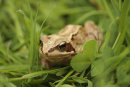 Common Frog
