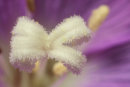 Rosebay Willowherb Close-up