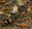 Goldcrests fighting