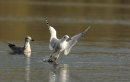Black Headed Gull taking flight