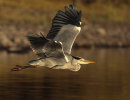 Grey Heron in flight.