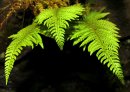 Soft Shield Fern