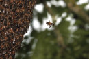 Honey Bee returning to the Swarm.