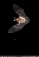 Brown Long Eared Bat hunting mosquitoes.