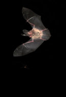 Brown Long Eared Bat hunting mosquitoes.