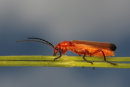 Soldier Beetle