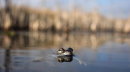 Common Frog.