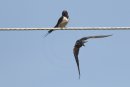 Swallows