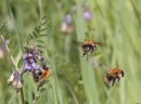 Carder Bees in mid flight.