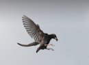 Starling