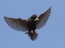 Starling in mid flight
