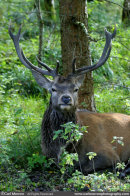 Red Deer Stag