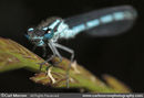 Azure Damselfly