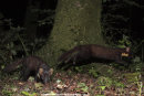 Pine Martens.