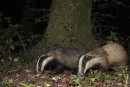 Badger mother and cub.