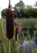 Brown Hawker Dragonfly