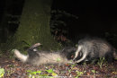 Badgers play fighting.