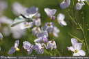 Green Veined White Butterfly in mid flight.