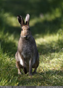Irish Hare