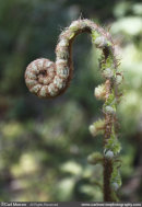 Unfurling Fern