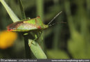 Hawthorn Shield Bug