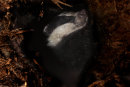 European Badger