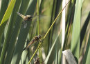 Four Spotted Chaser Dragonflies